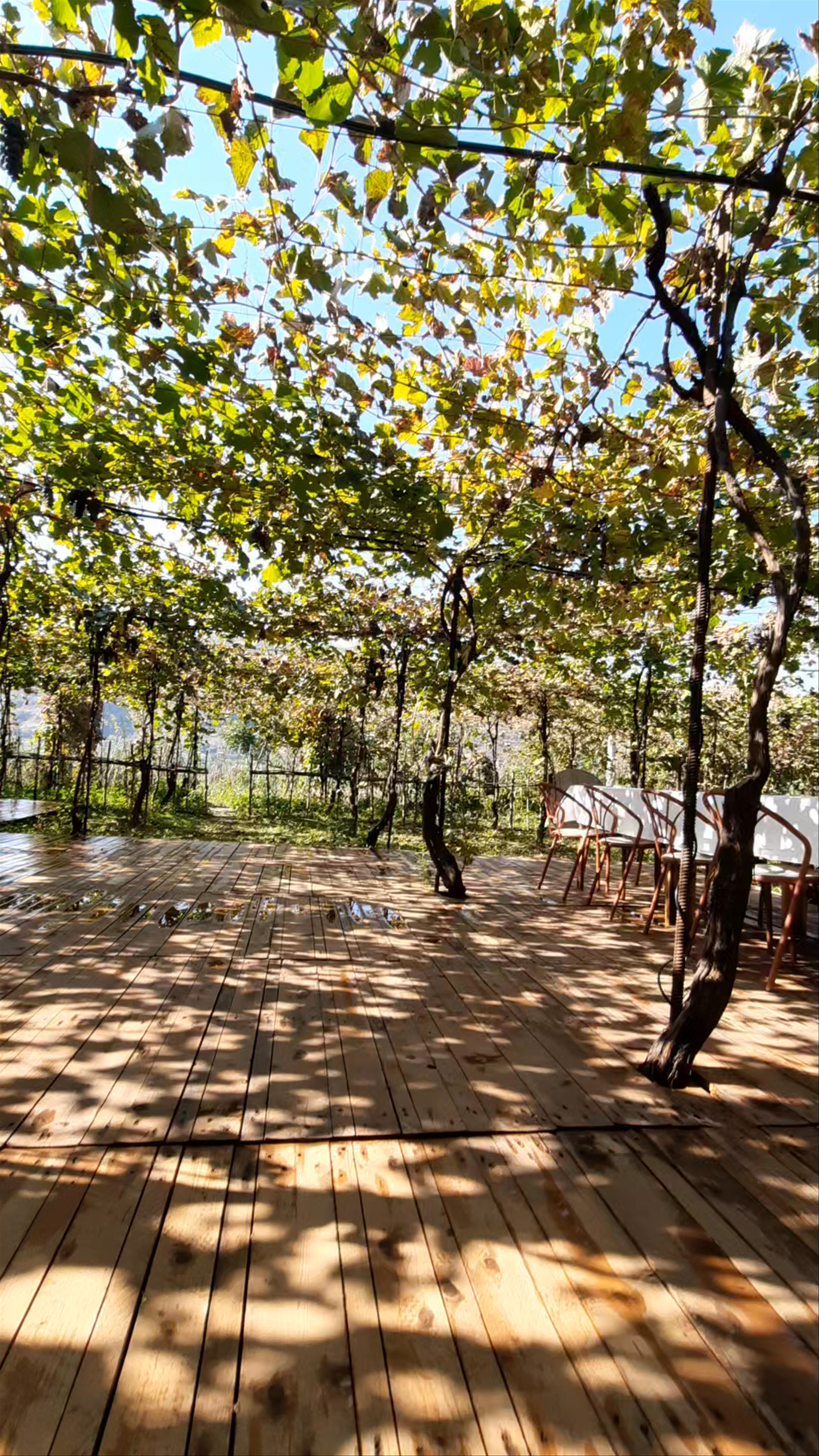 Alpeta Agrotourism & Winery (Alpeta Agroturizem)