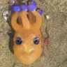 Small image 4