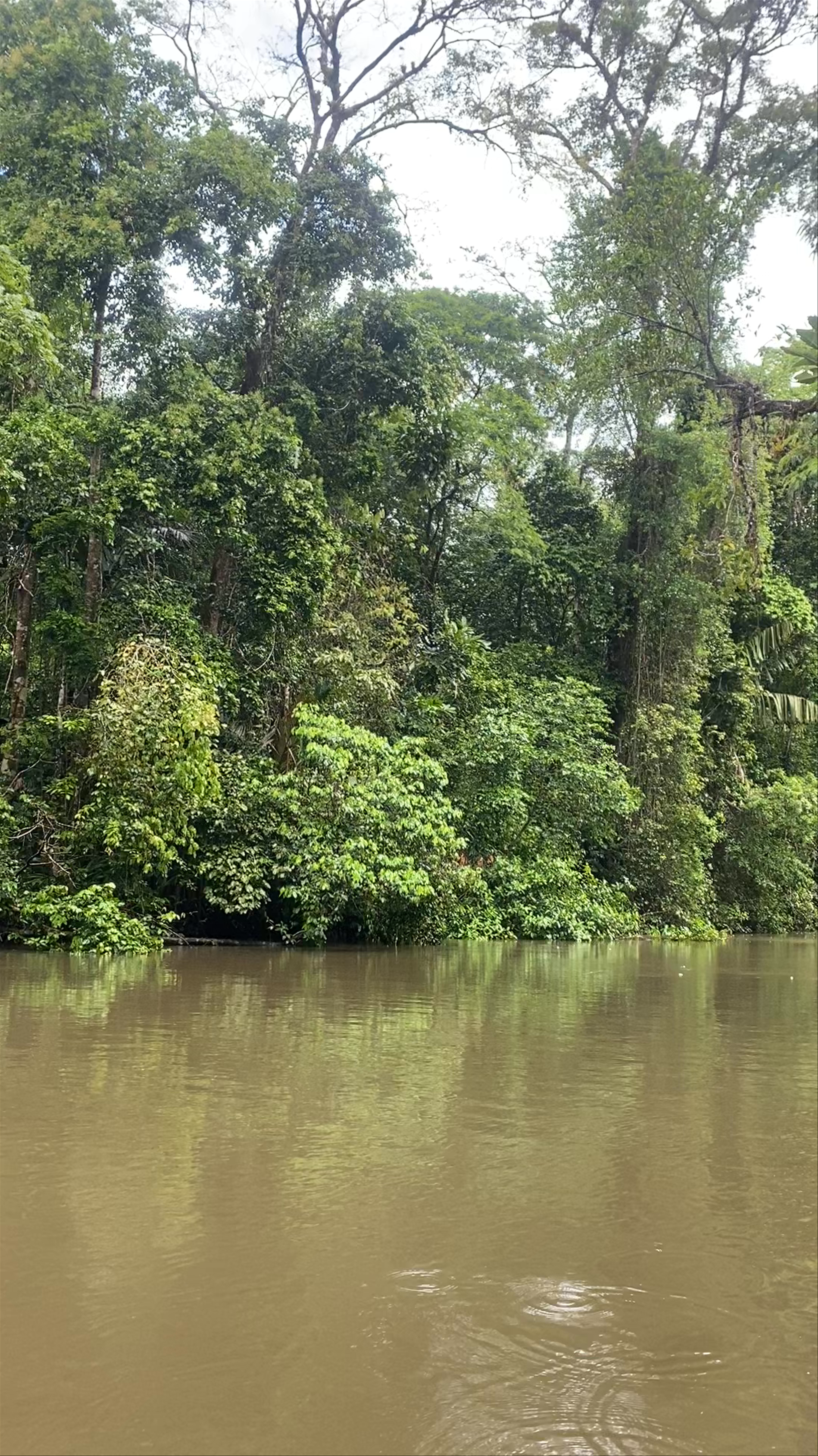 Canoe in the Tortuguero National Park