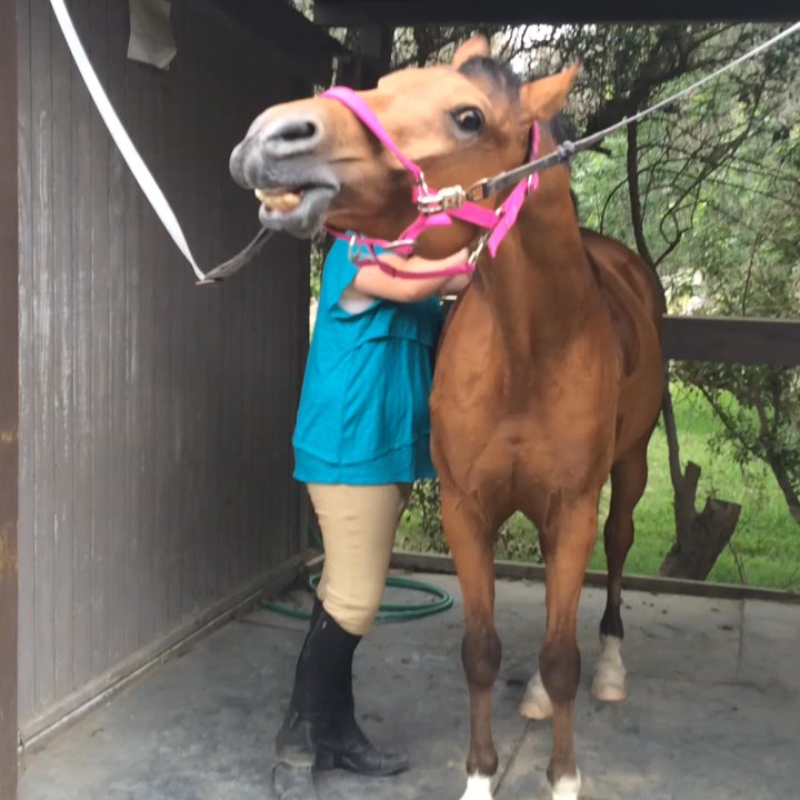 Horsemanship Academy - Horseback Riding Near Me