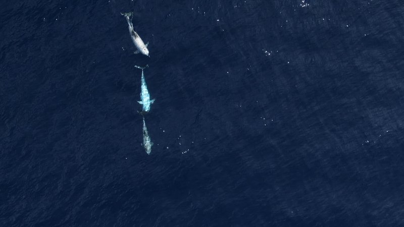 Drone footage of Risso's dolphin poster