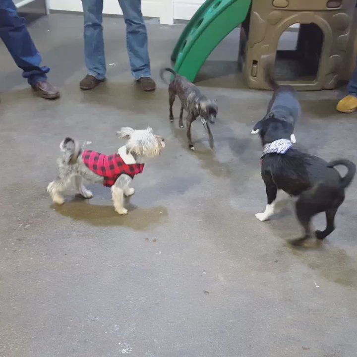 Canine To Five Ferndale - Video of active small dog area - Pet Sitting Near Me - Ferndale, Michigan