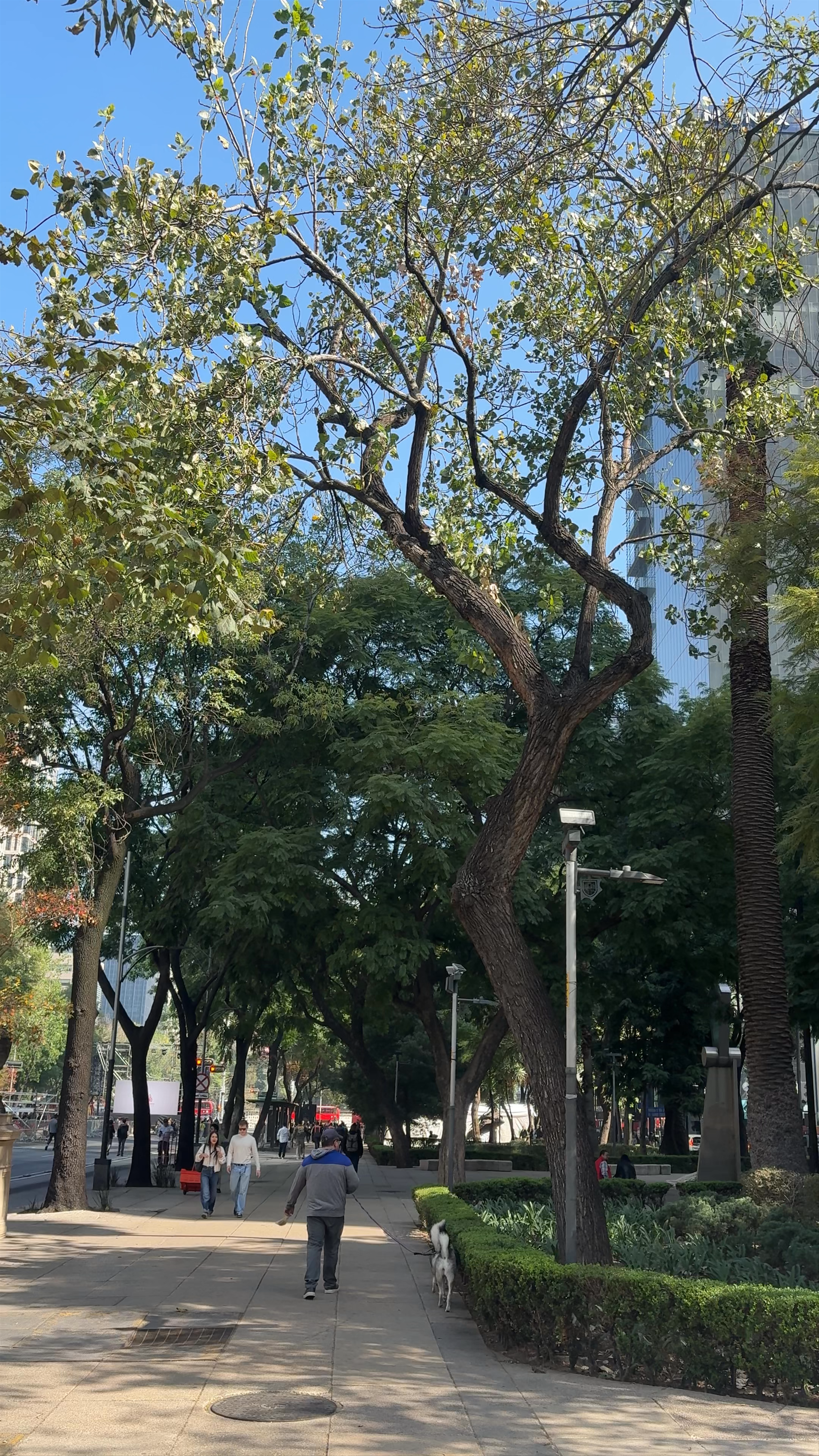 El Ángel de la Independencia