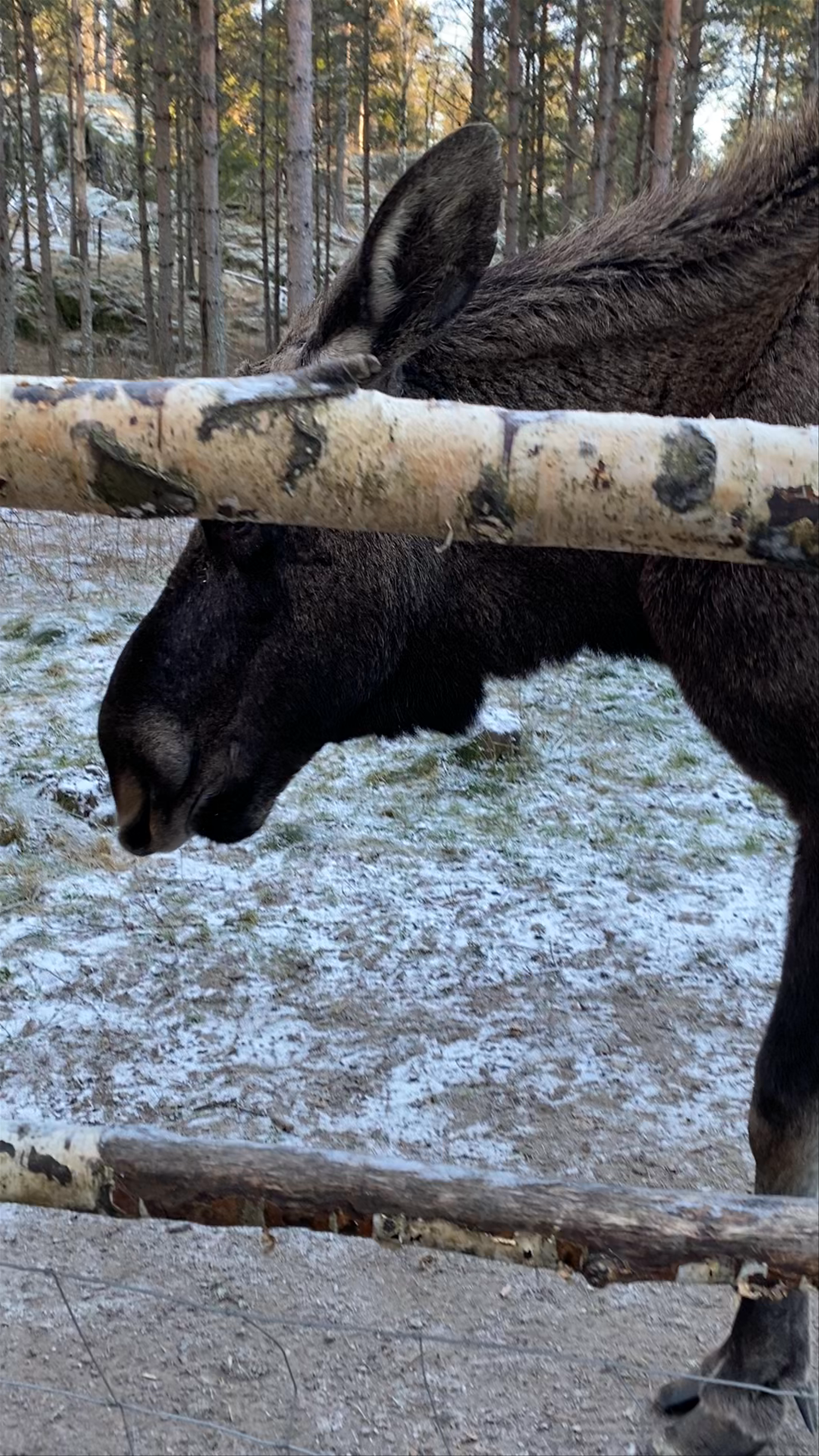 Dalslands Moose Ranch