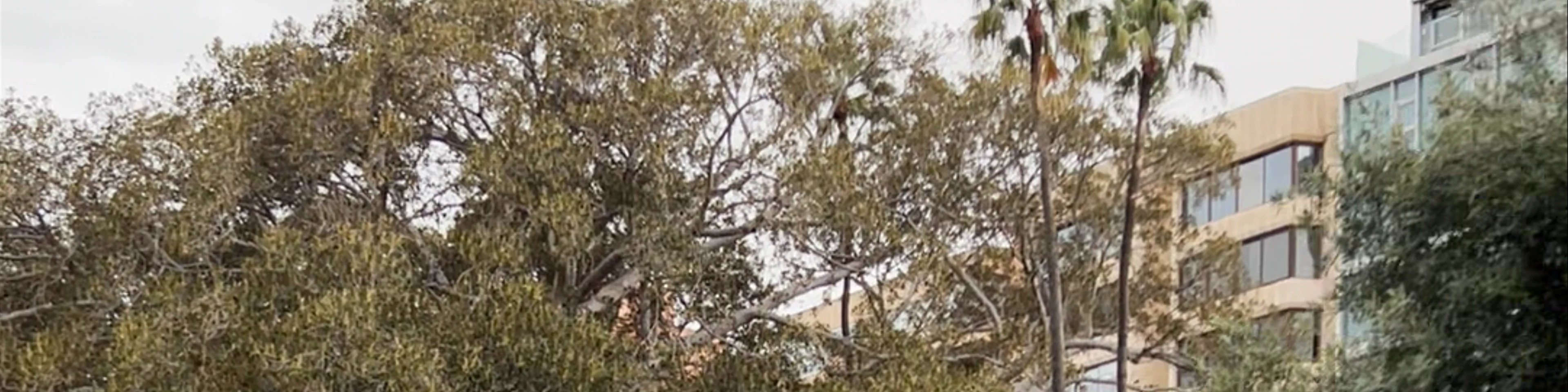 Muralla Carlos III
