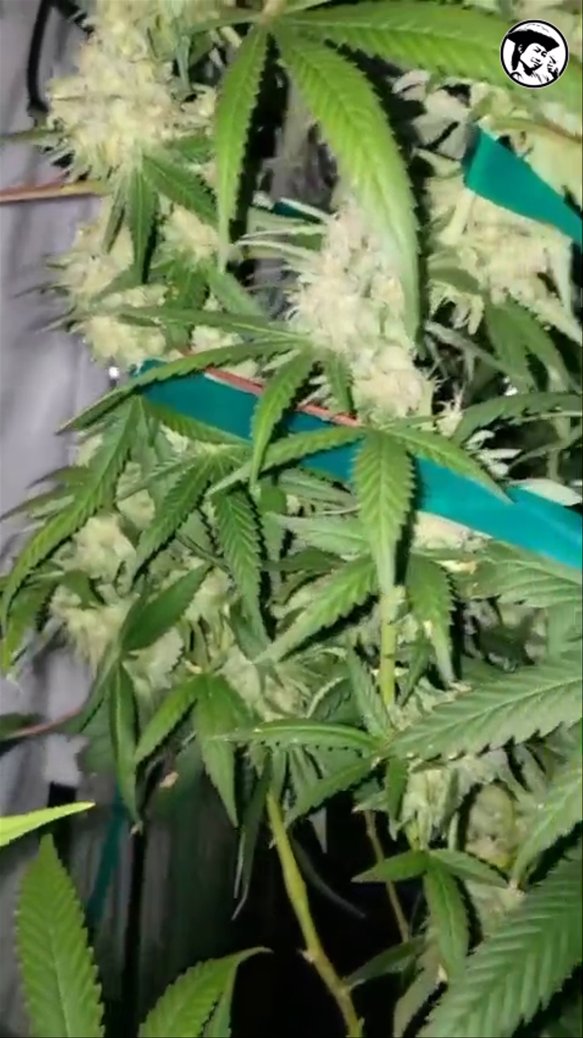 VID-20261005-WA0008