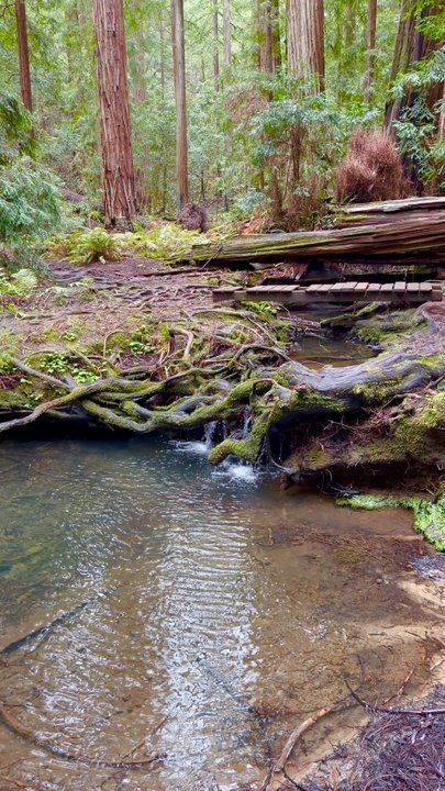 Montgomery Woods State Reserve - Little creek going through the redwoods. - Parks Near Me - Ukiah, California
