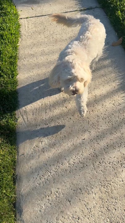 Bryan's Dog Boarding - Pet Boarding Near Me - Perris, California