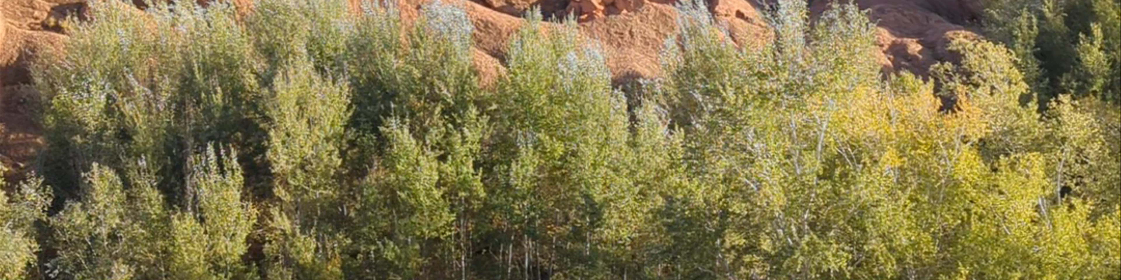 Pattes Des Singes