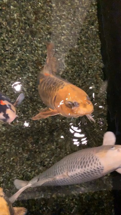 Passages Malibu - They gave the biggest koi fish in their pond out front - Counseling & Mental Health Near Me - Malibu, California