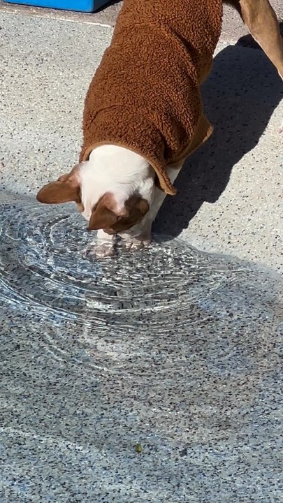Priority Pool Service - Here's mochi enjoying it more - Pool & Hot Tub Service Near Me - Las Vegas, Nevada