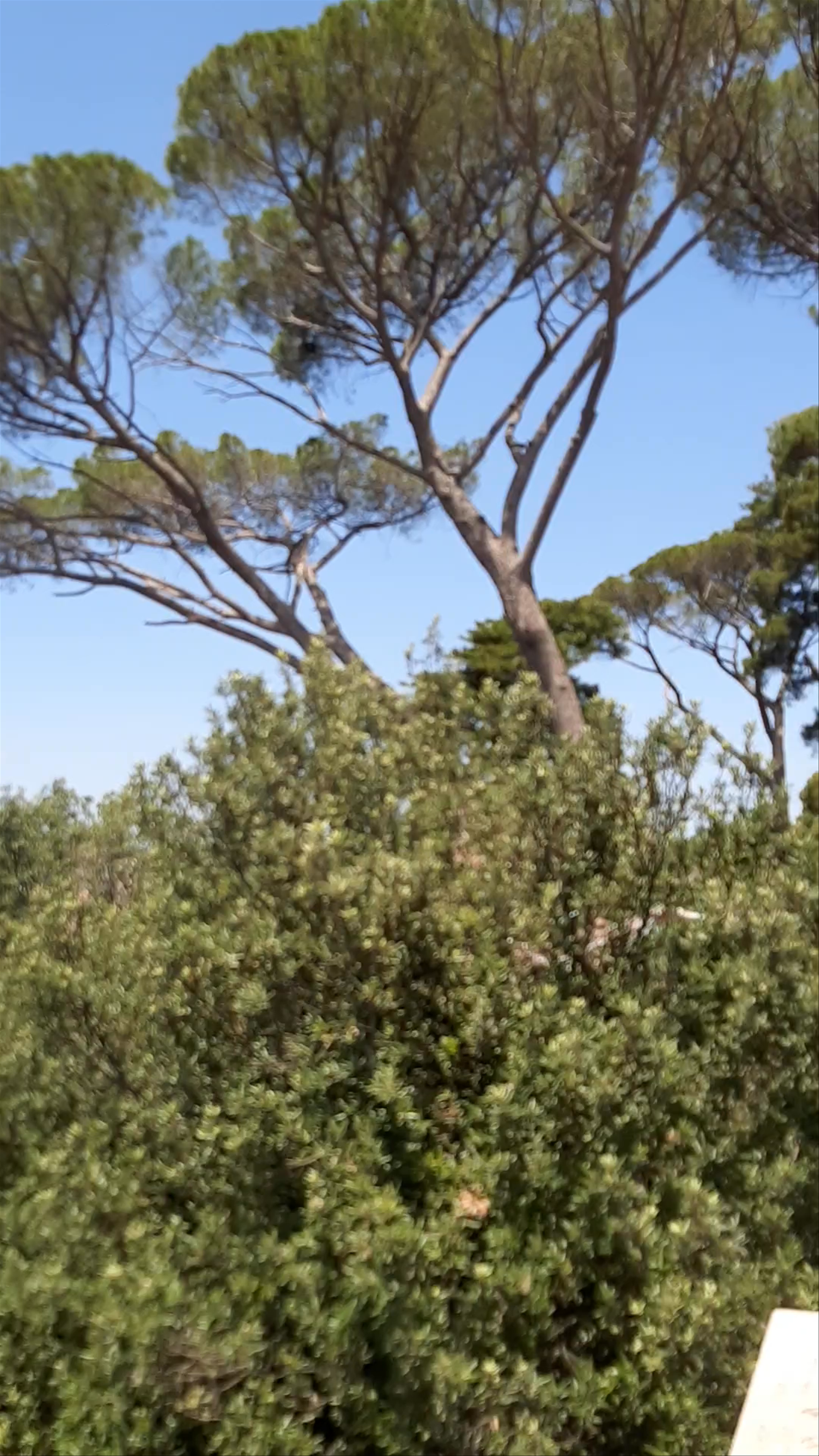 Terrazza del Pincio