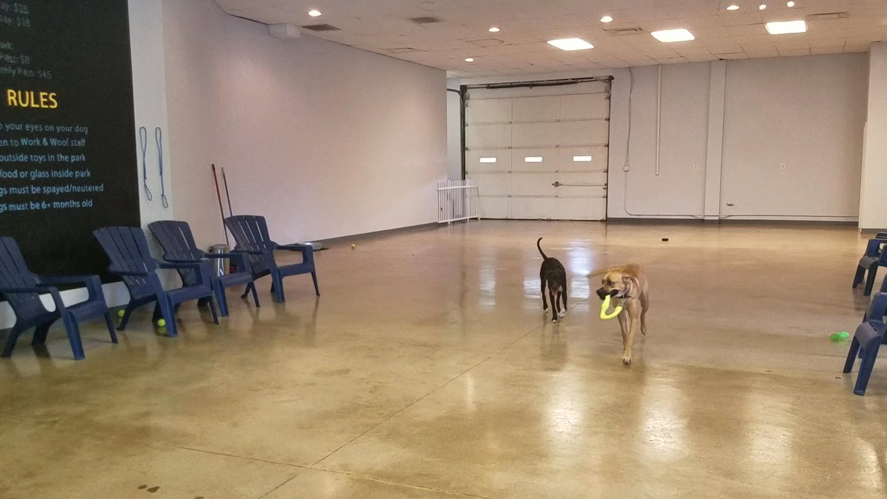 Work and Woof - Dog Parks Near Me - Austin, Texas