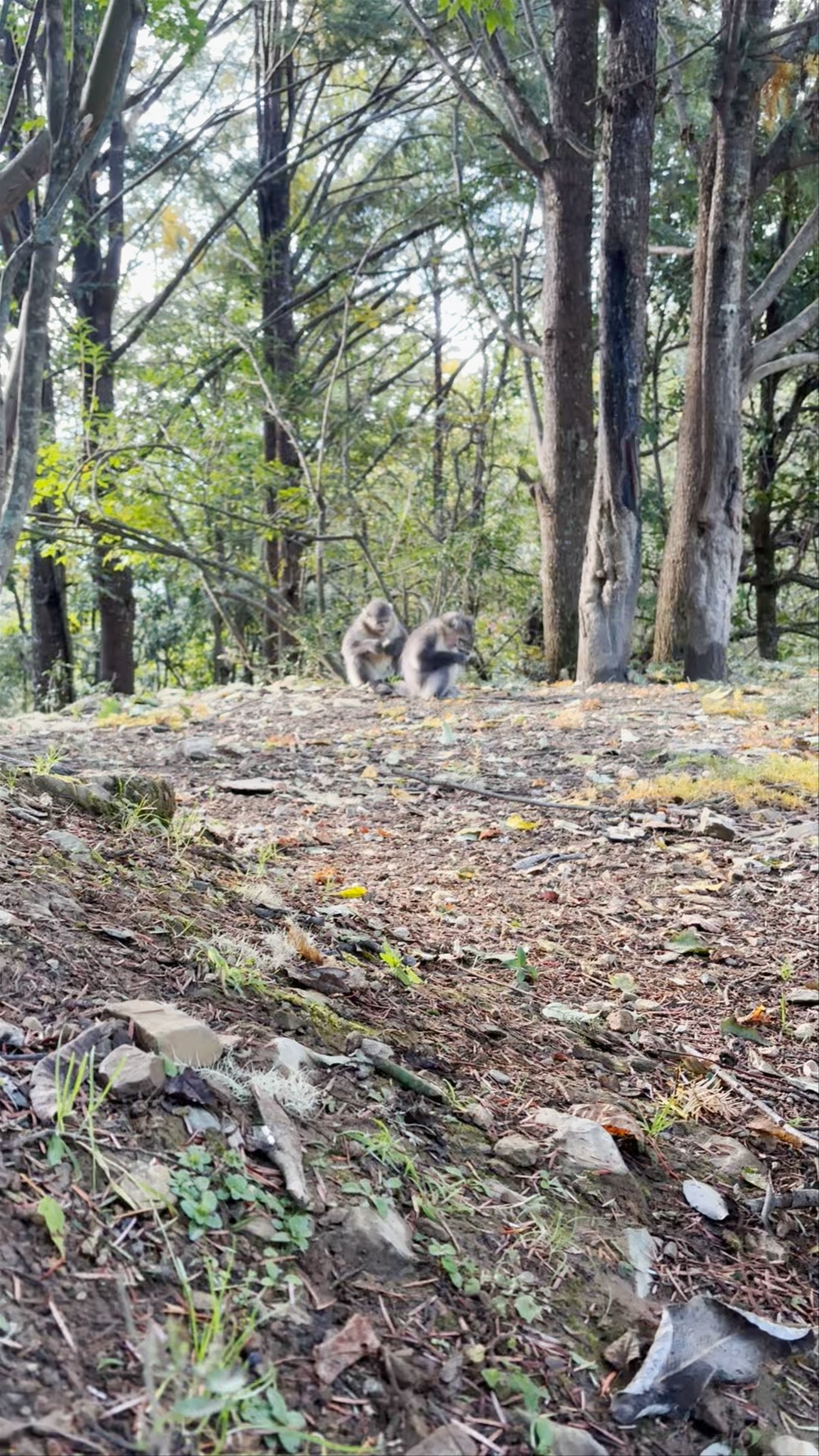 Yunnan Golden Monkey National Park