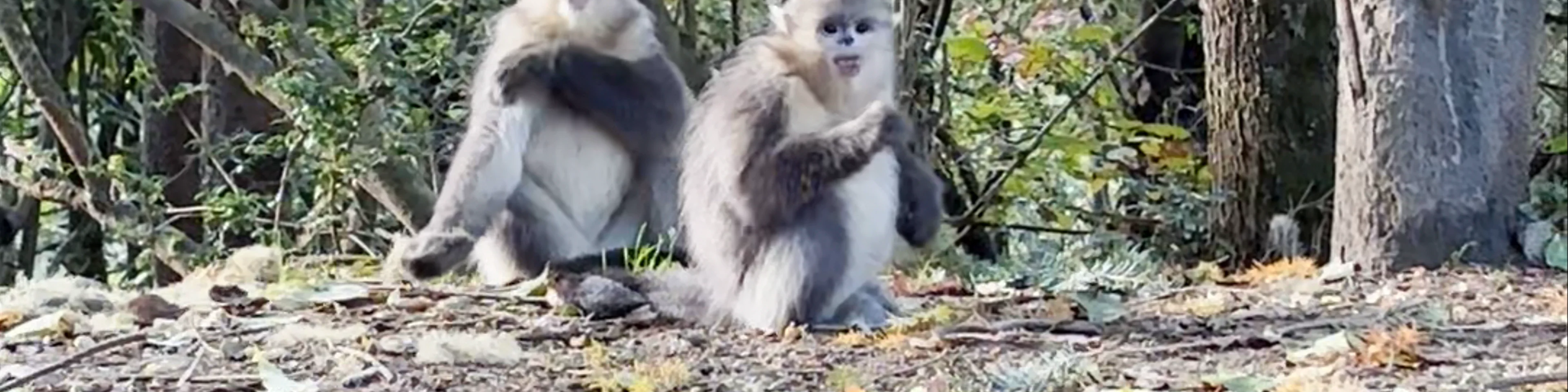 Yunnan Golden Monkey National Park