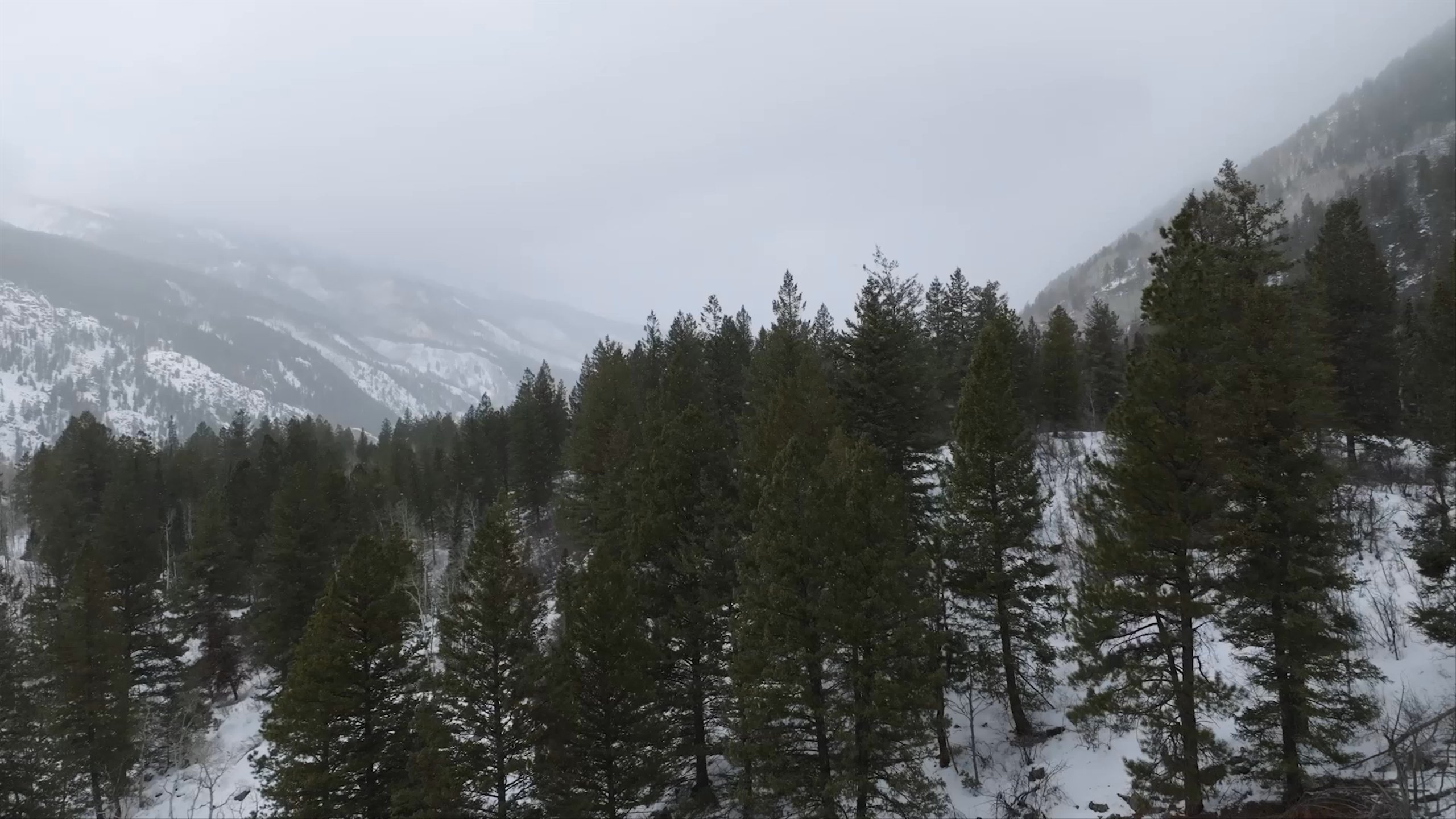 Aerial video moving over forest in Aspen with snowy mountains in the background
