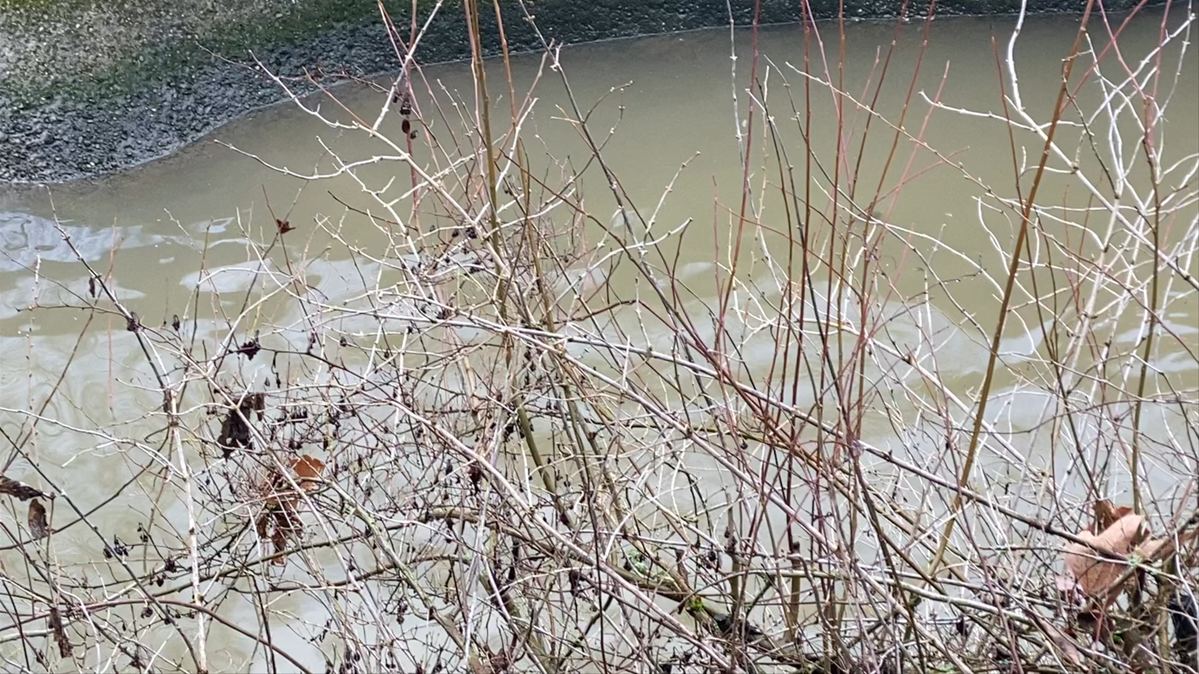 Woodland Park Zoo: Serene Winter Duck Pond in Seattle