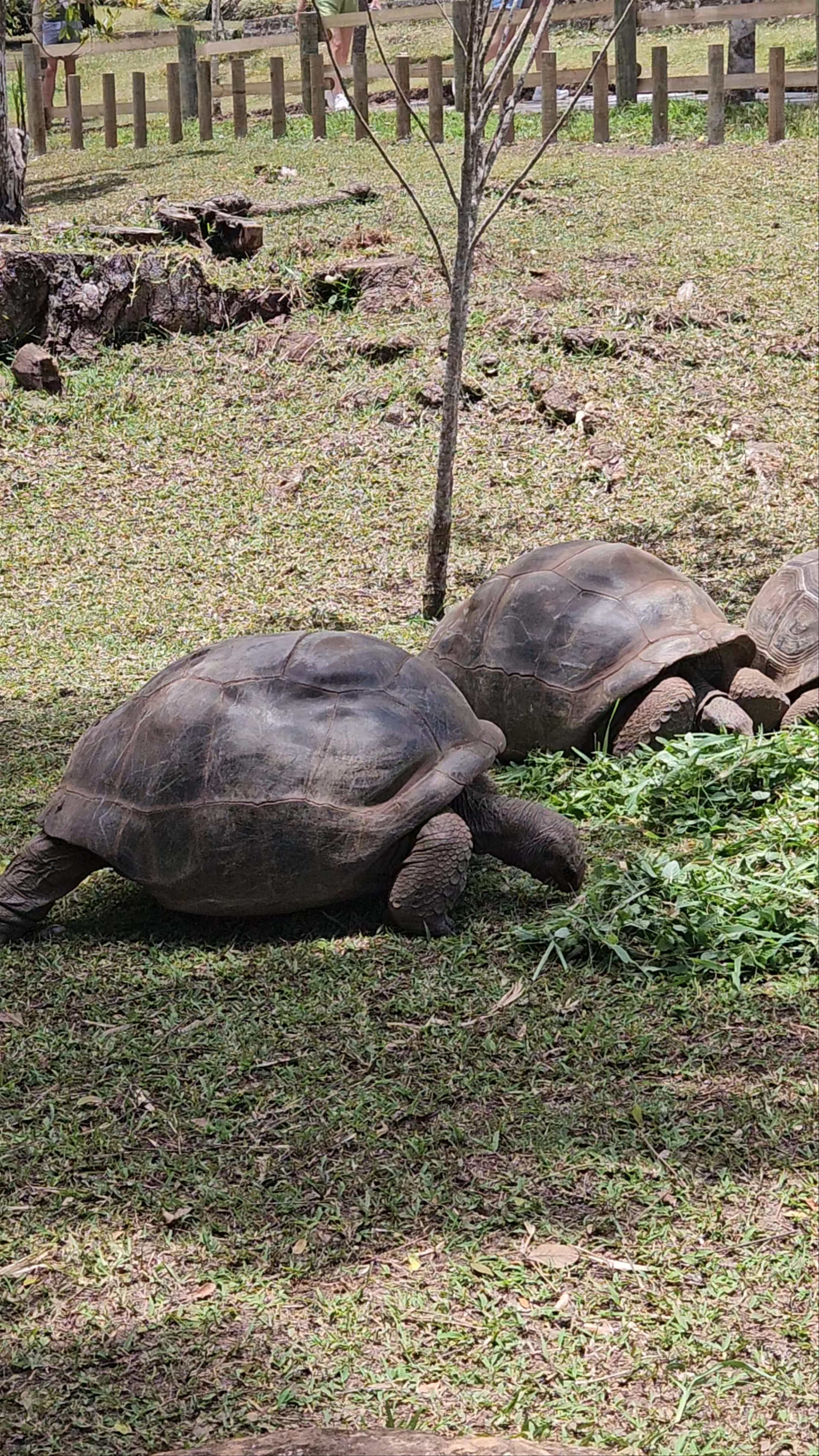 Chamarel Seven Colored Earth Geopark