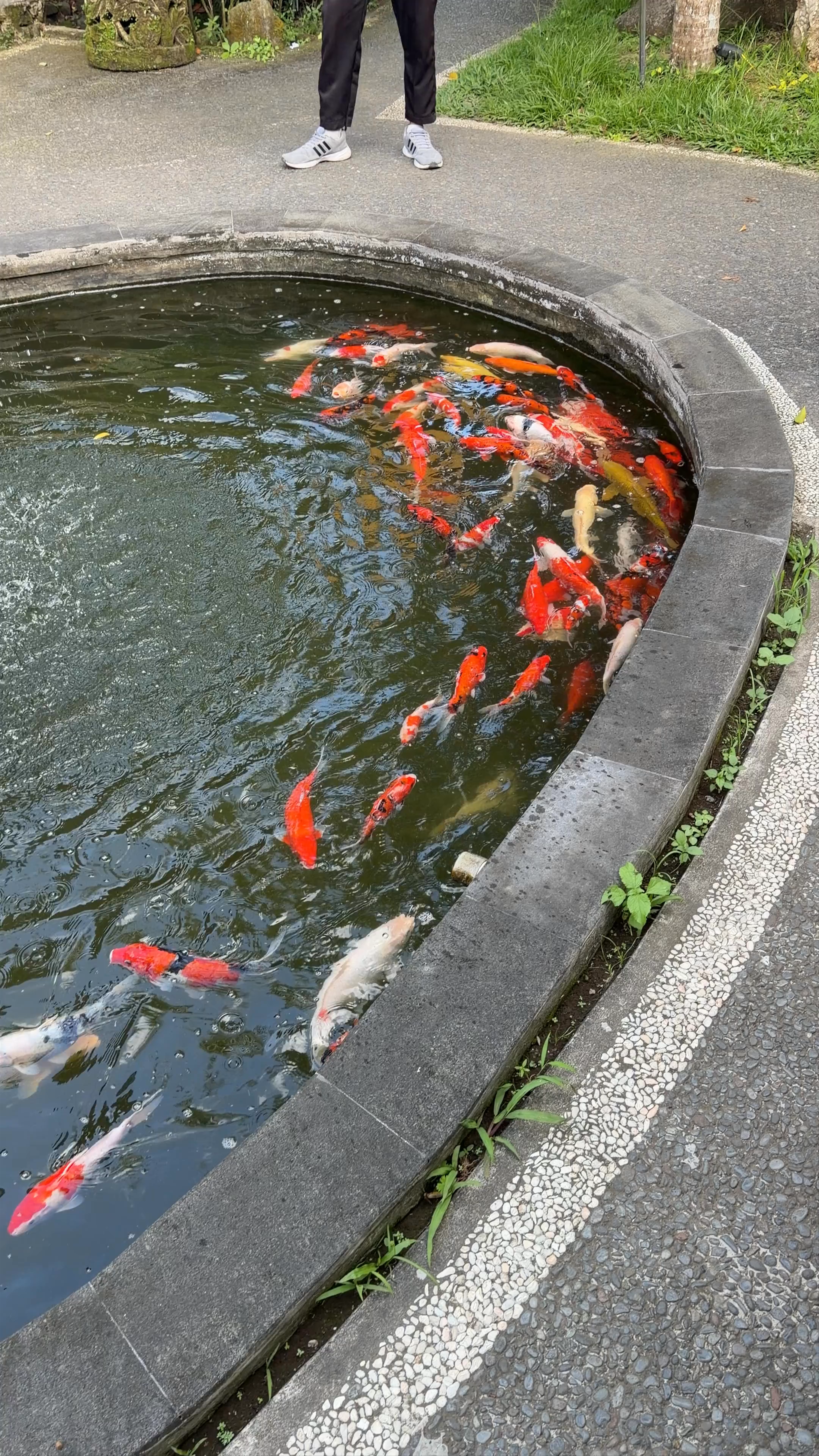 Koi Pond Serenity and Tropical Charm at Uma Pakel Agro Tourism, Bali
