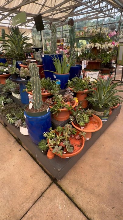 Pike Nurseries - Succulents - Nurseries & Gardening Near Me - Atlanta, Georgia