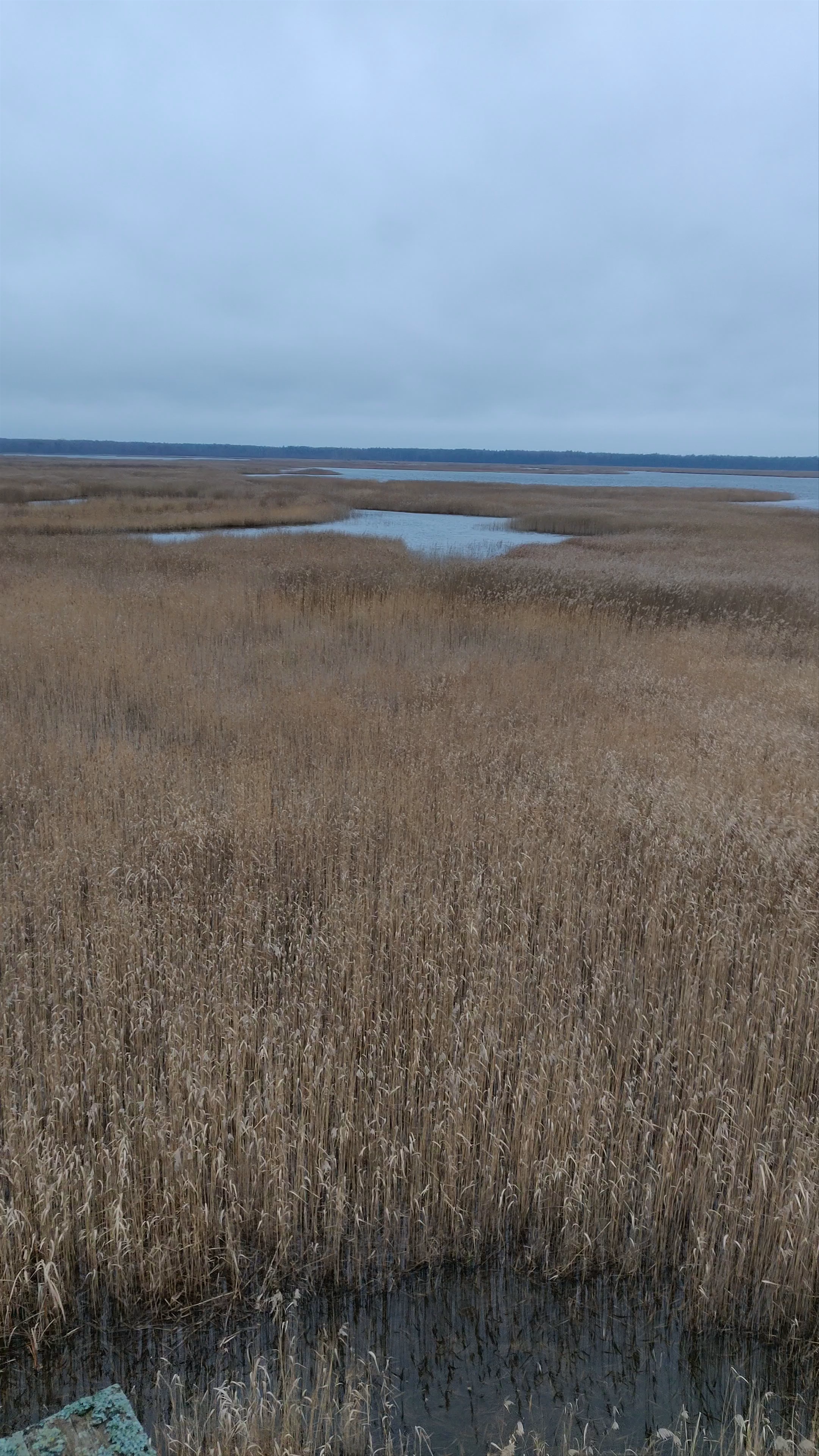 Kaņiera Lake Reed Trail: Untamed Nature in Latvia’s Wild Wetlands