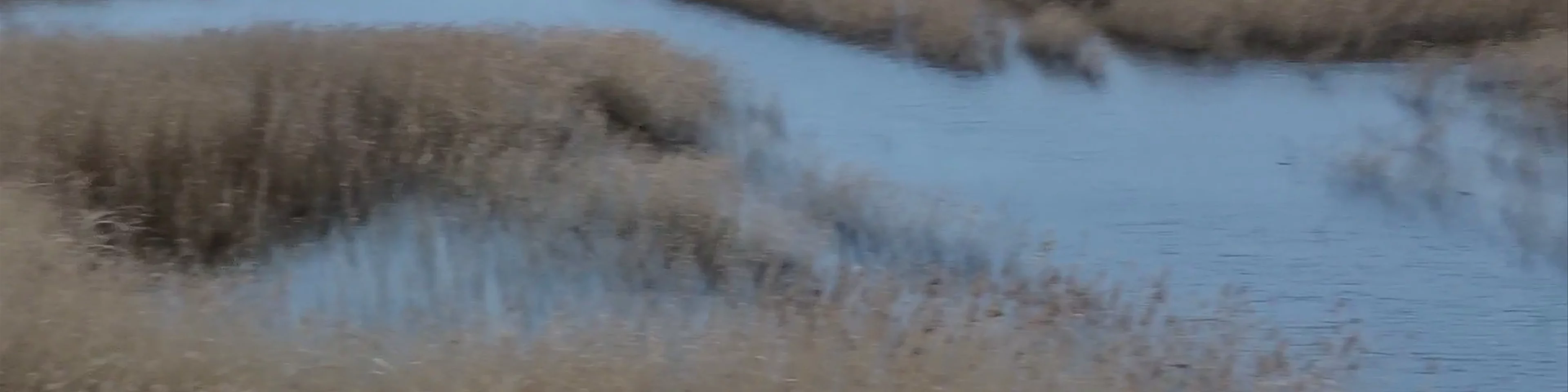 Kaņiera ezera niedru taka (Kaņiera Lake Reed Trail)