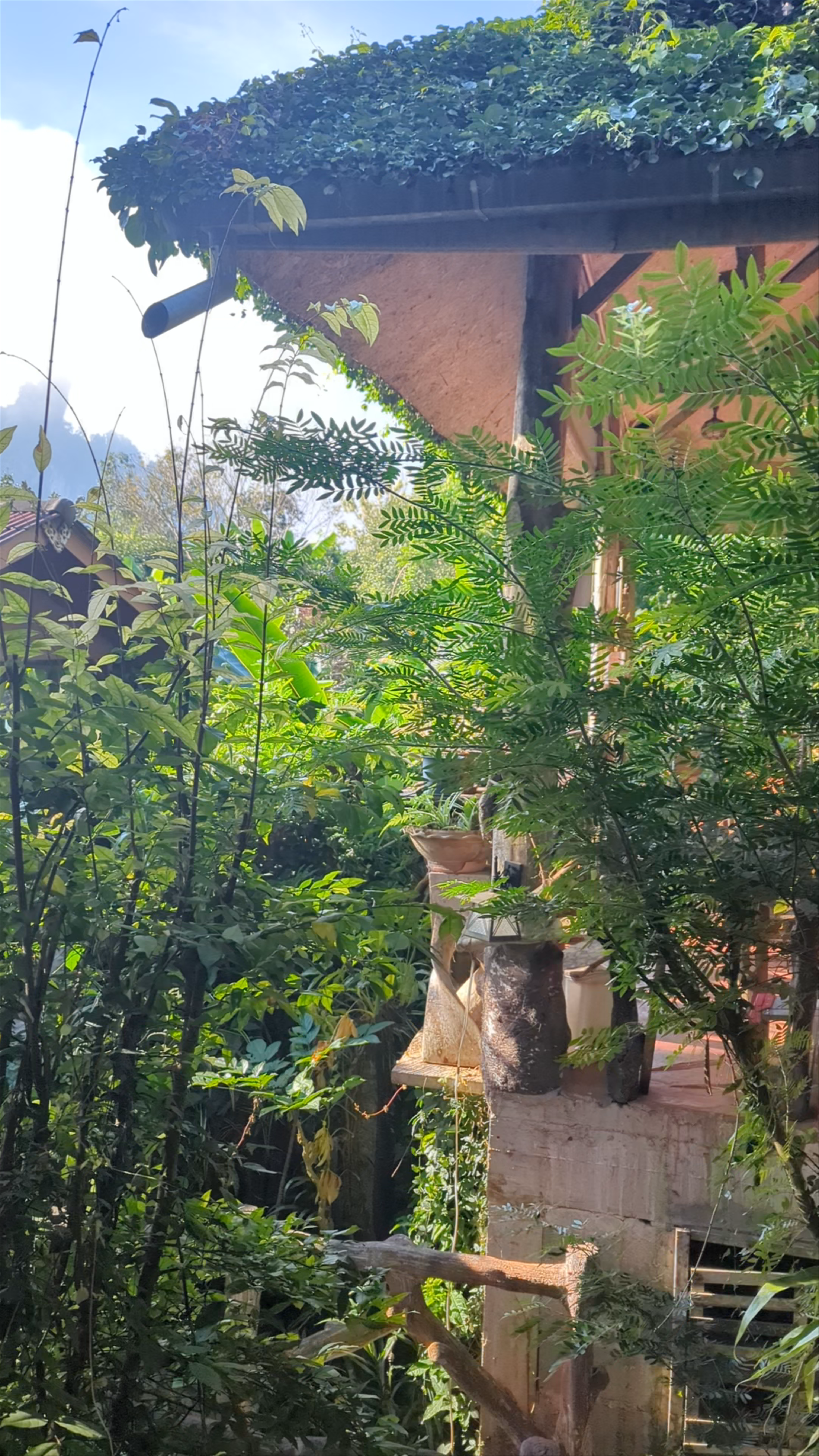 Morning Serenity at Khao Sok Morning Mist Resort