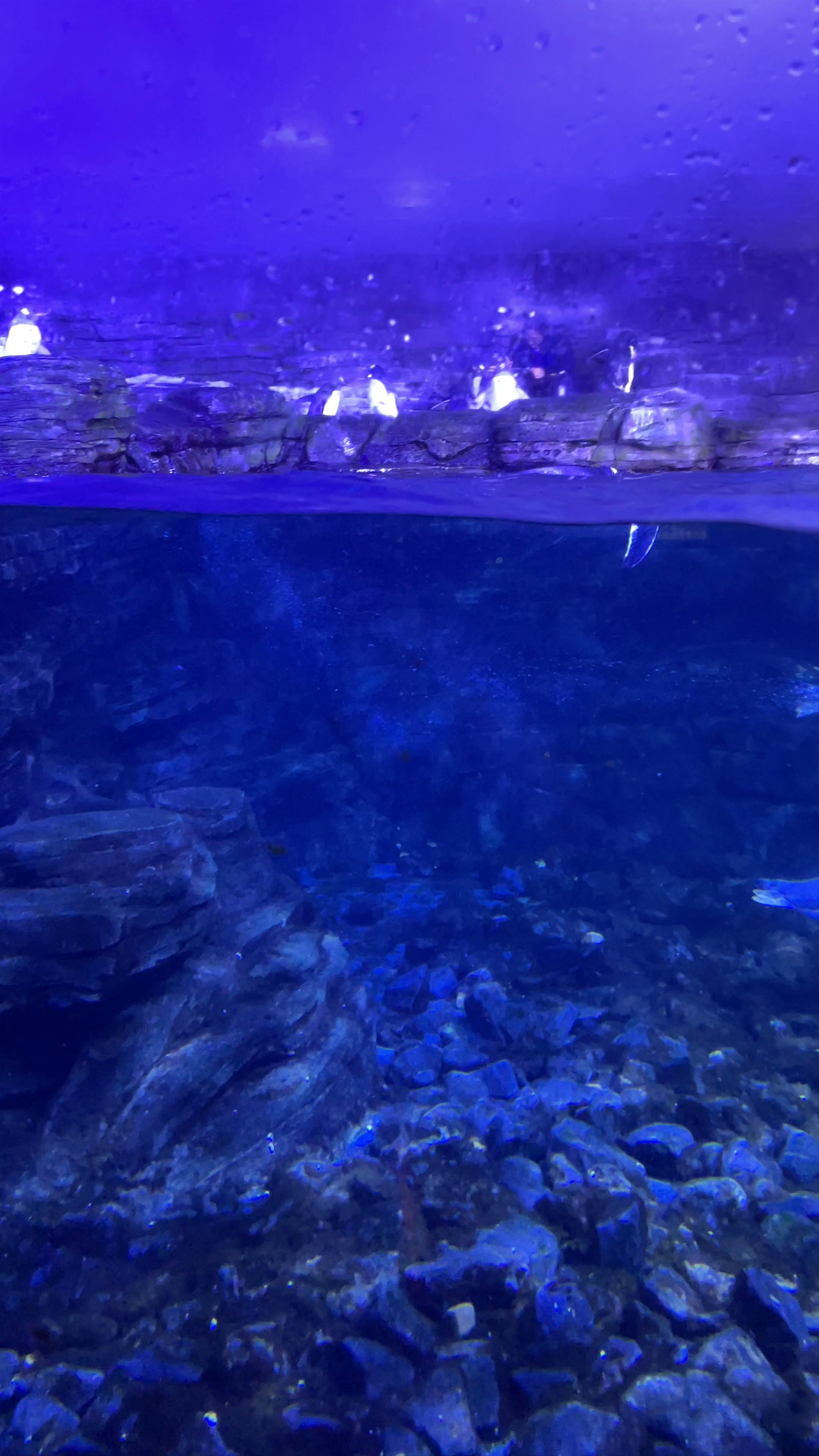Atlantis Aquarium Madrid