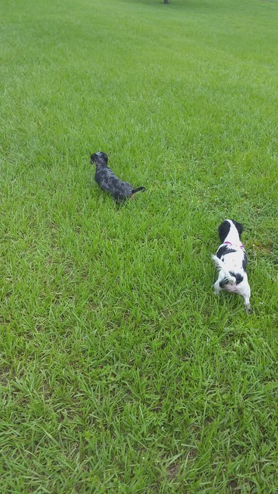 Mango Dog Park - The girls running around at Mango - Dog Parks Near Me - Seffner, Florida