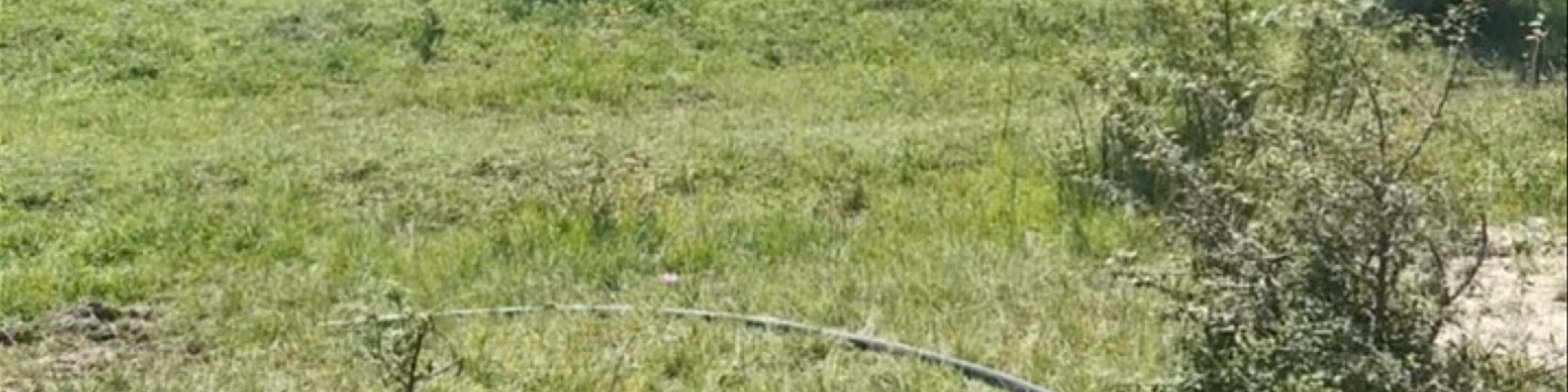 Lori