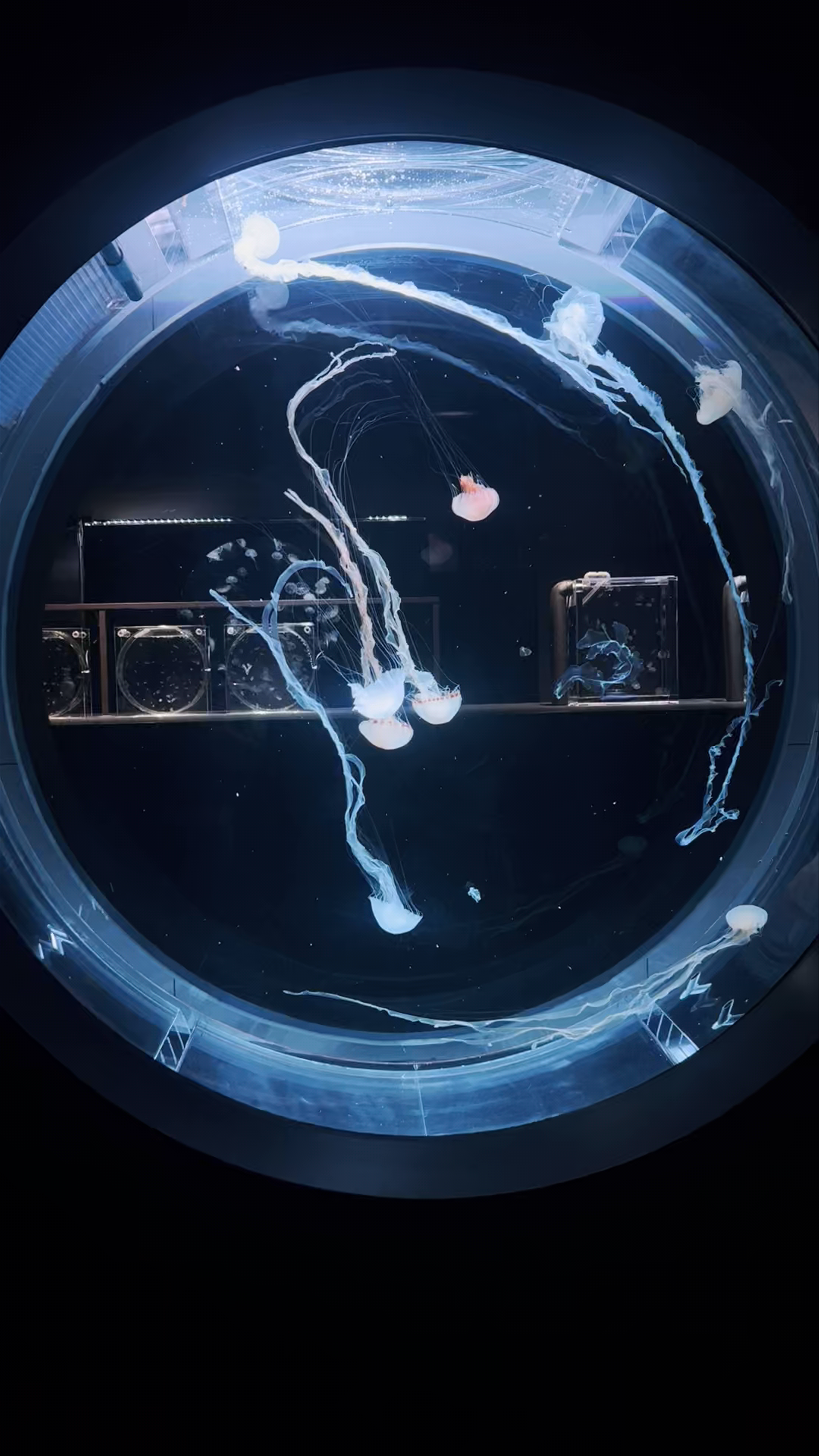 Mesmerizing Jellyfish Display at AOAO Sapporo Aquarium, Hokkaido
