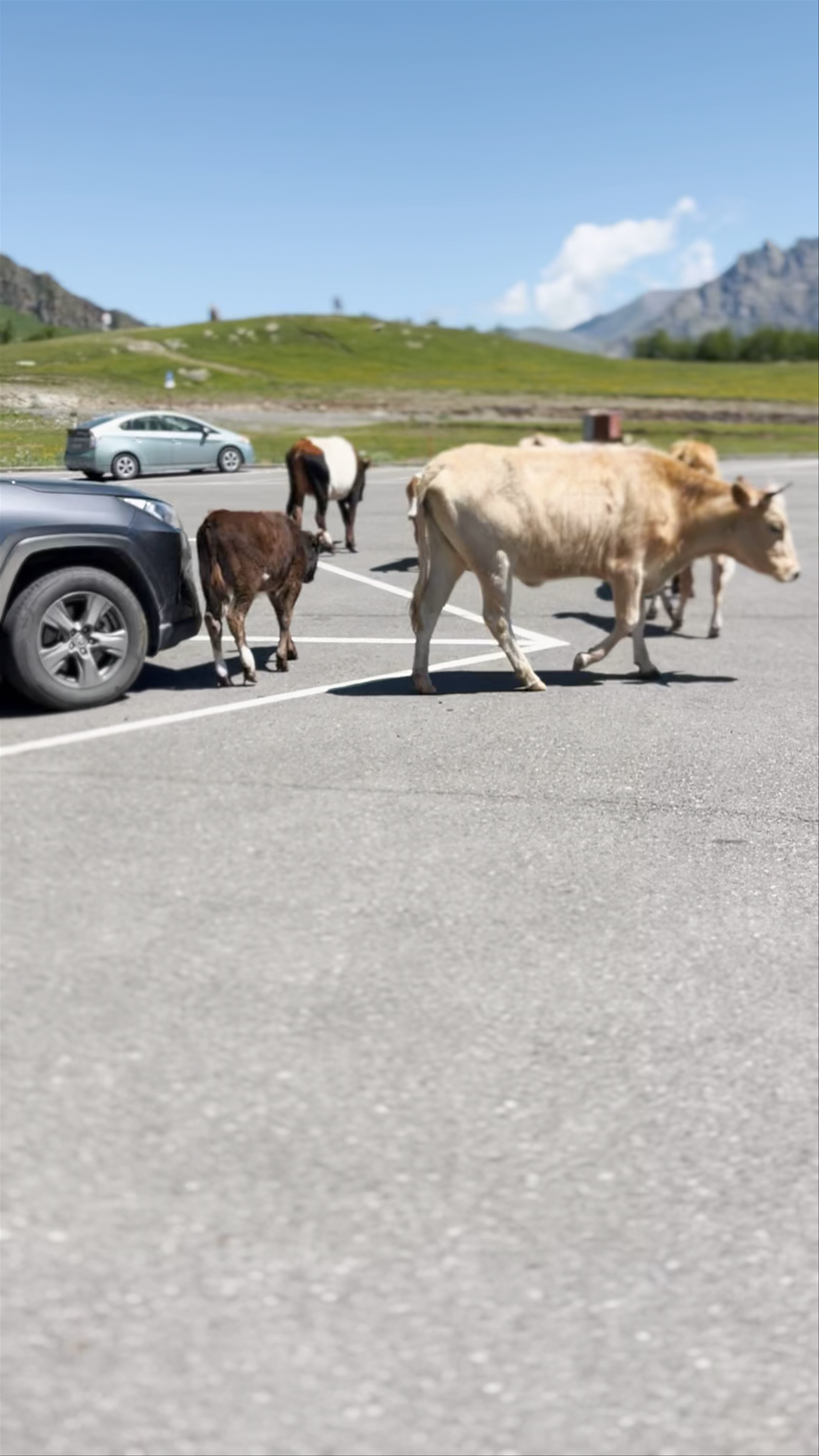 Kazbegi