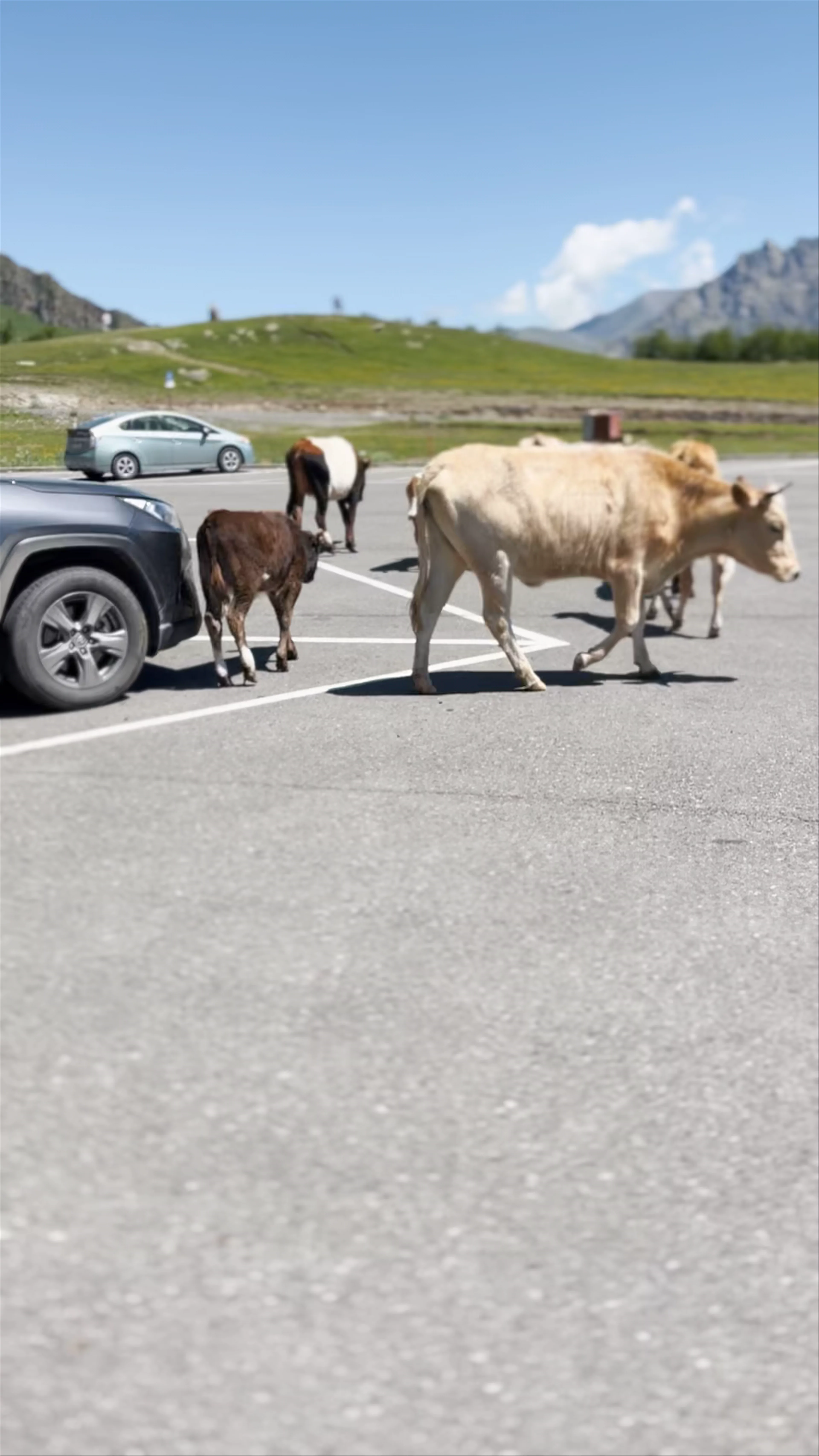 Kazbegi