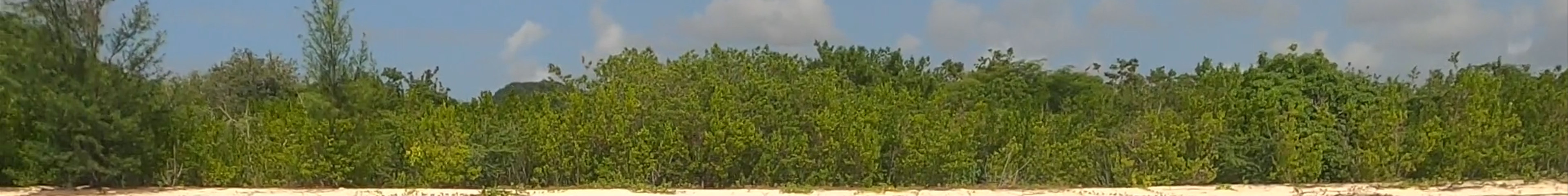 Tours & experiences in Antigua and Barbuda