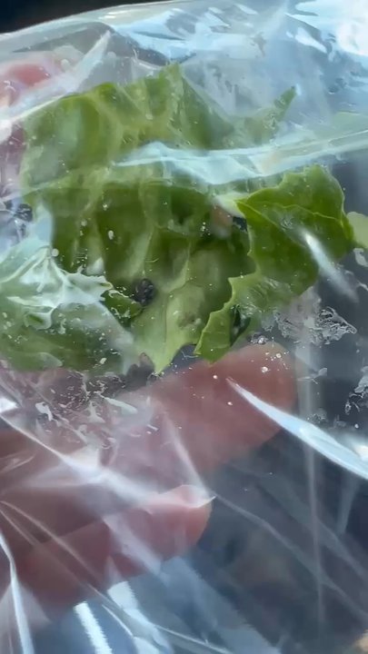 Chipotle Mexican Grill - bug in my food - Mexican Near Me - Columbia, Maryland