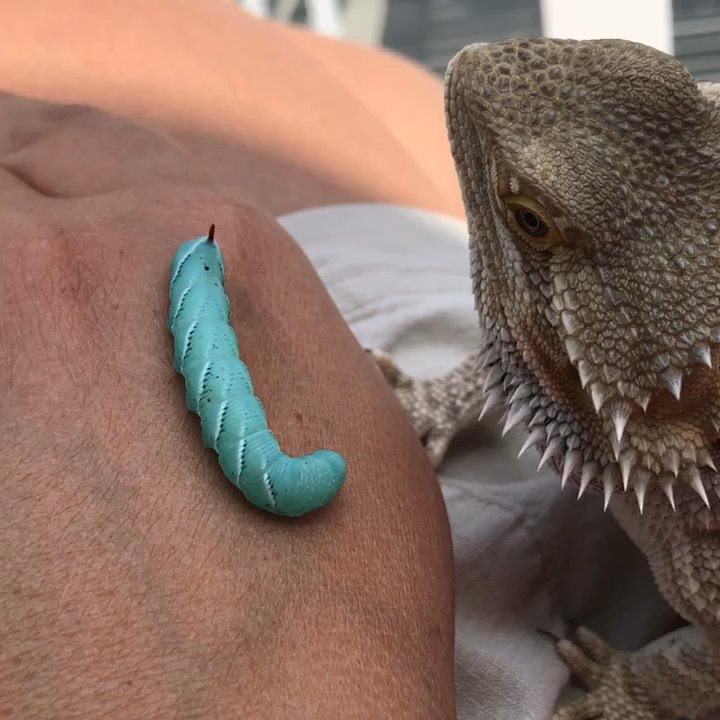 Jabberwock Reptiles - Reptile Shops Near Me - Stoneham, Massachusetts