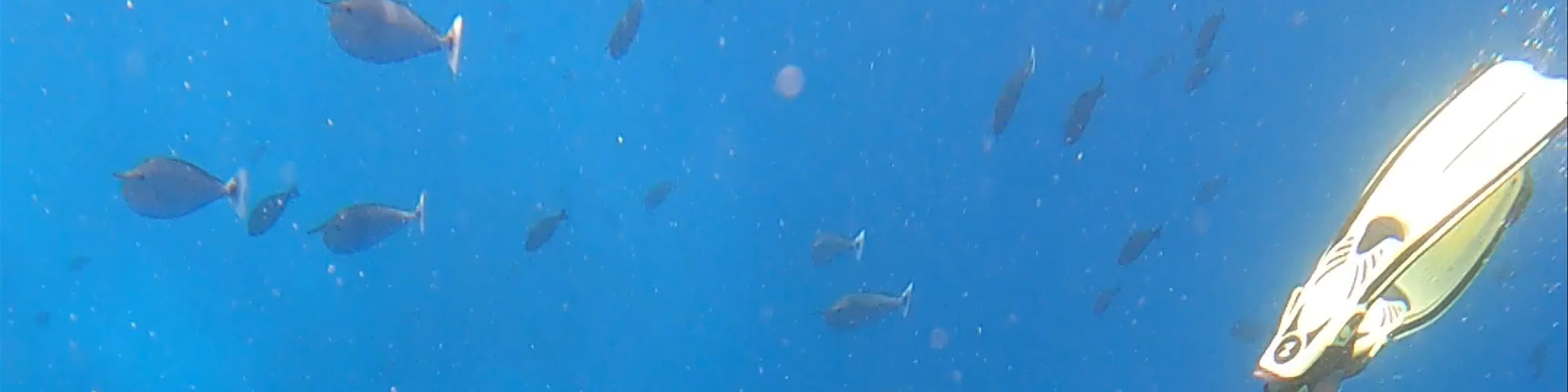 Triton Tours Maafushi