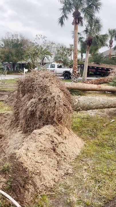 PC Skid Steer - Palmetto Removal in Palm Coast, FL by PC Skid Steer. - Excavation Services Near Me