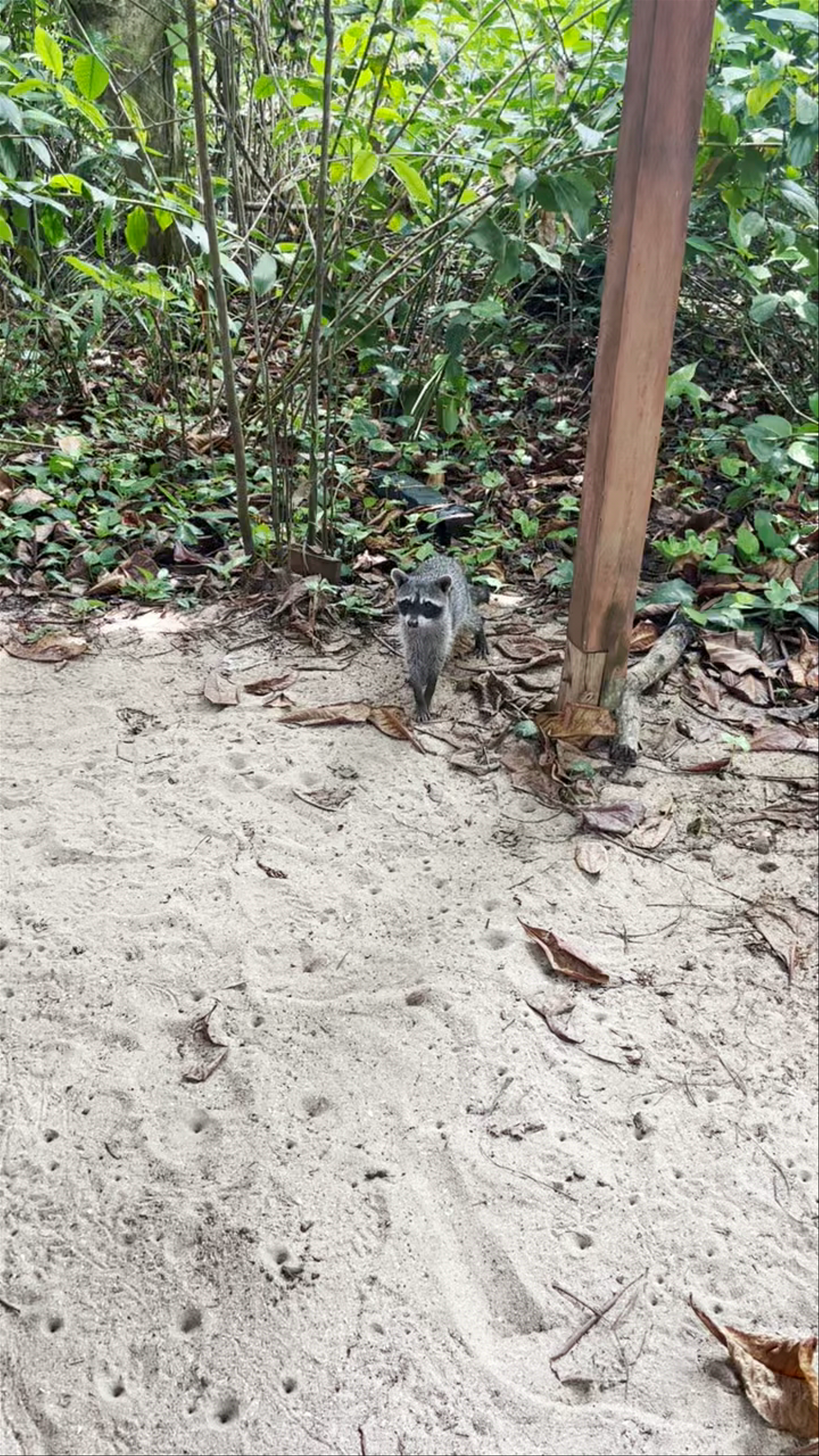 Playful Raccoon Encounter in Cahuita National Park, Costa Rica
