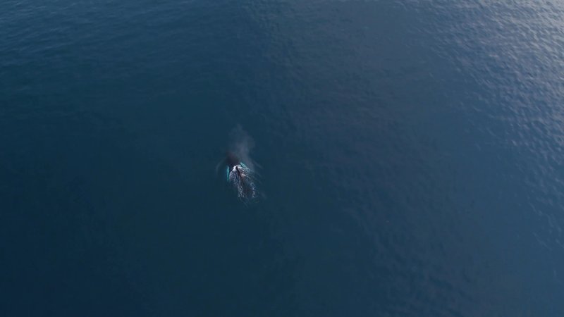 Humpback Whales by Drone poster
