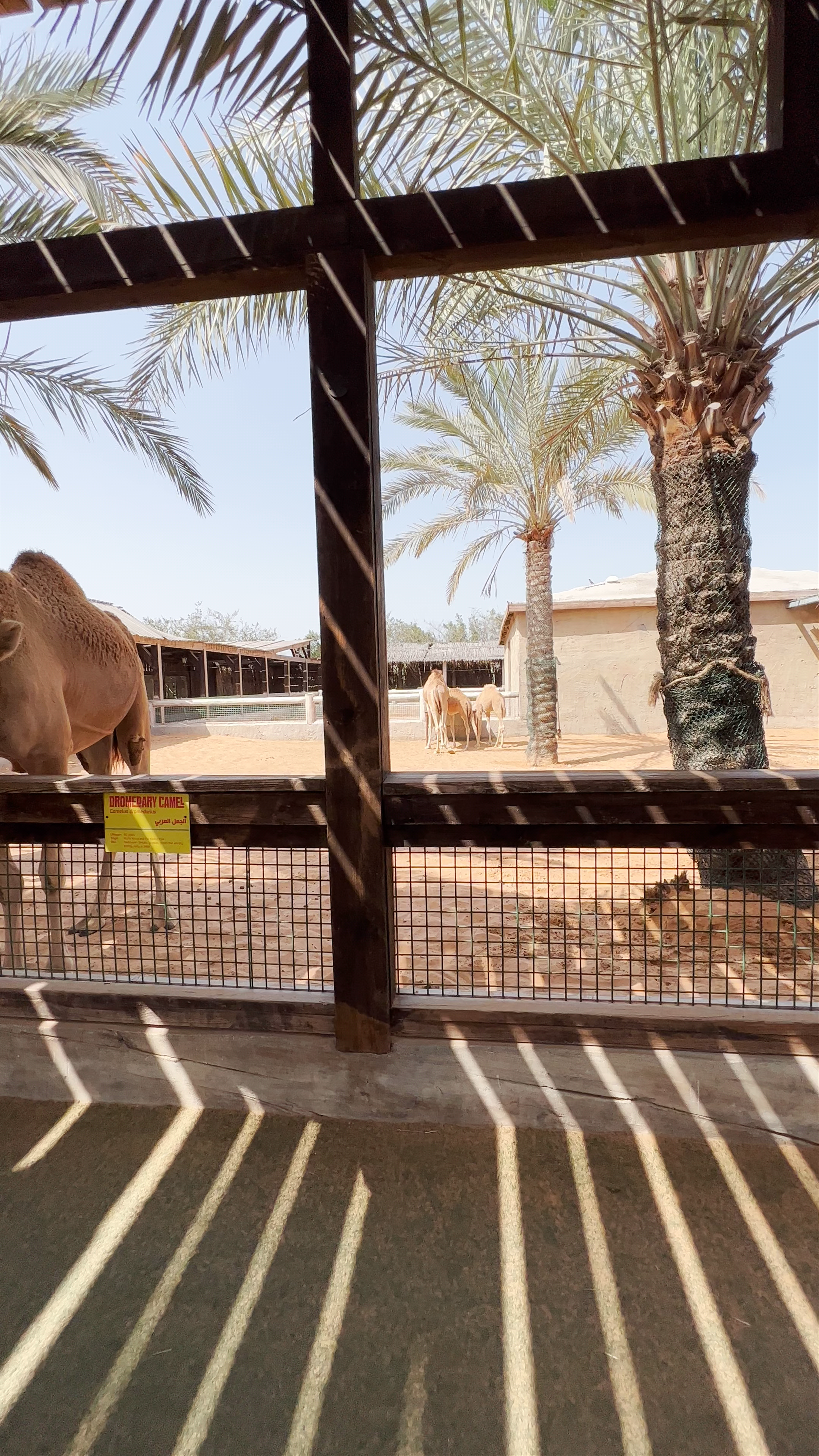 Up-Close Encounters with Camels at Emirates Park Zoo, Abu Dhabi