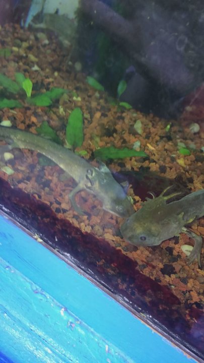 Aquatropics - Better care needs to be taken with their tiger salamander larvae! This is disgusting... not to mention many fish were covered in ich... - Local Fish Stores Near Me - Gainesville, Florida