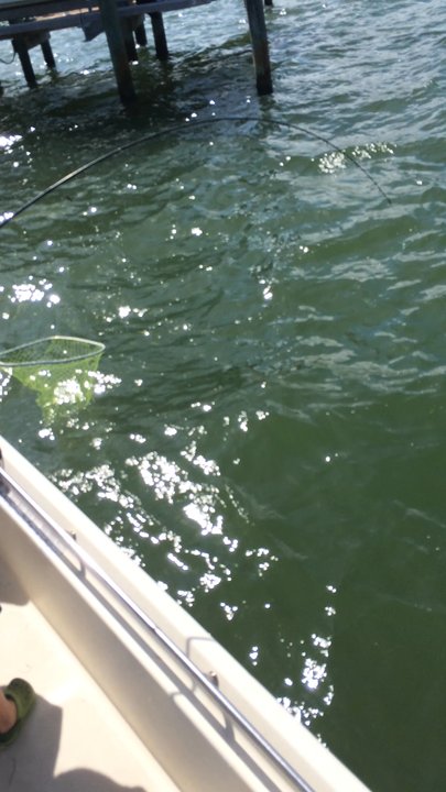 Drag On Charters - Fishing Near Me - Sarasota, Florida