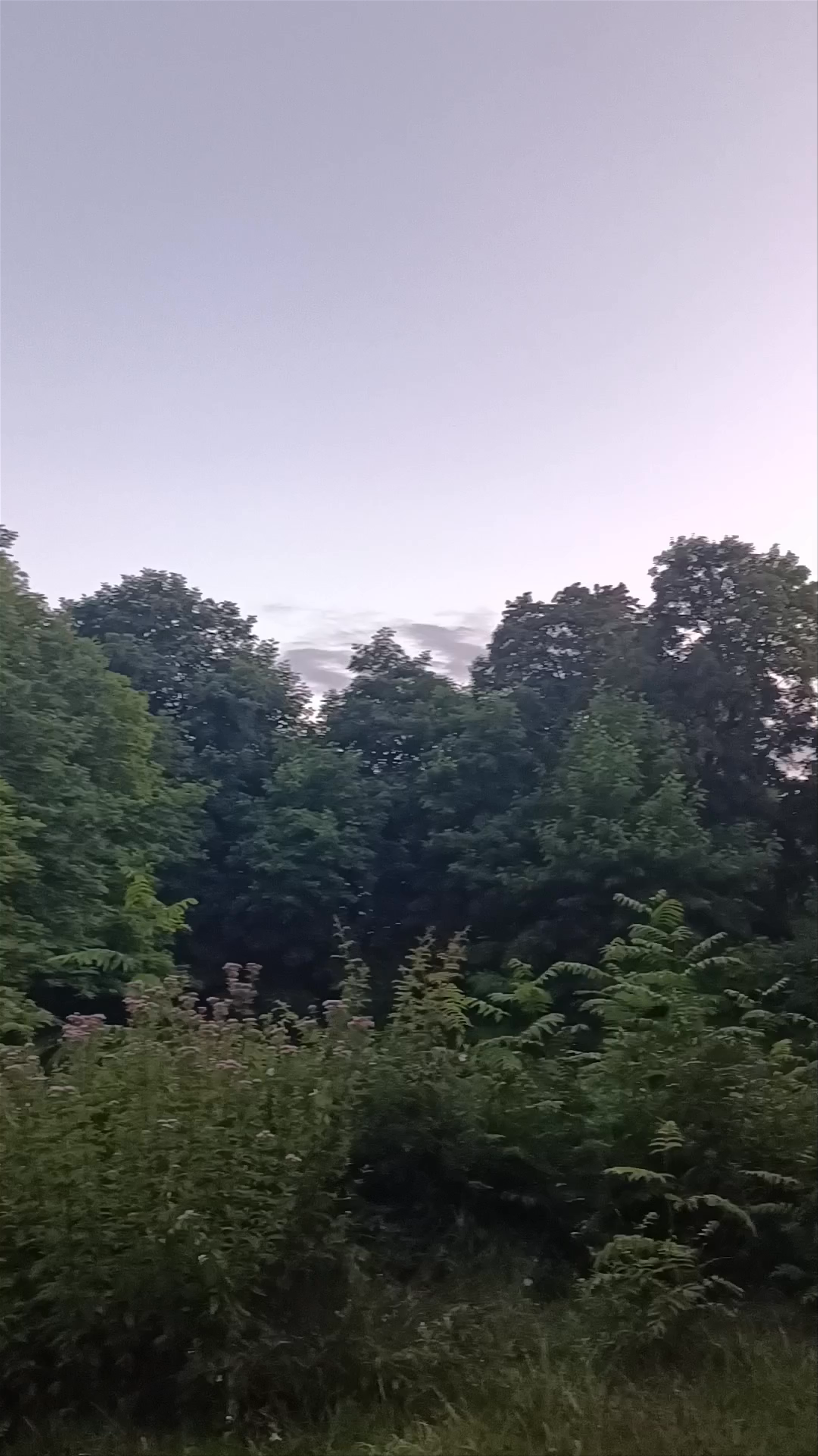 Tranquil Evening Walk in Friedrichsau Park, Ulm