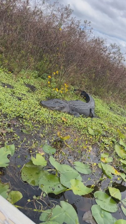 Wild Willy's Airboat Tours - Huge alligator - Boat Tours Near Me - Saint Cloud, Florida