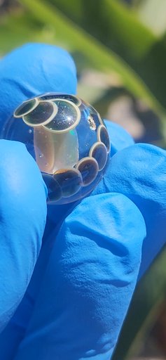 Preview pic of JACK HANSHAW reef life glass opal encasment marble with dot stack pattern work