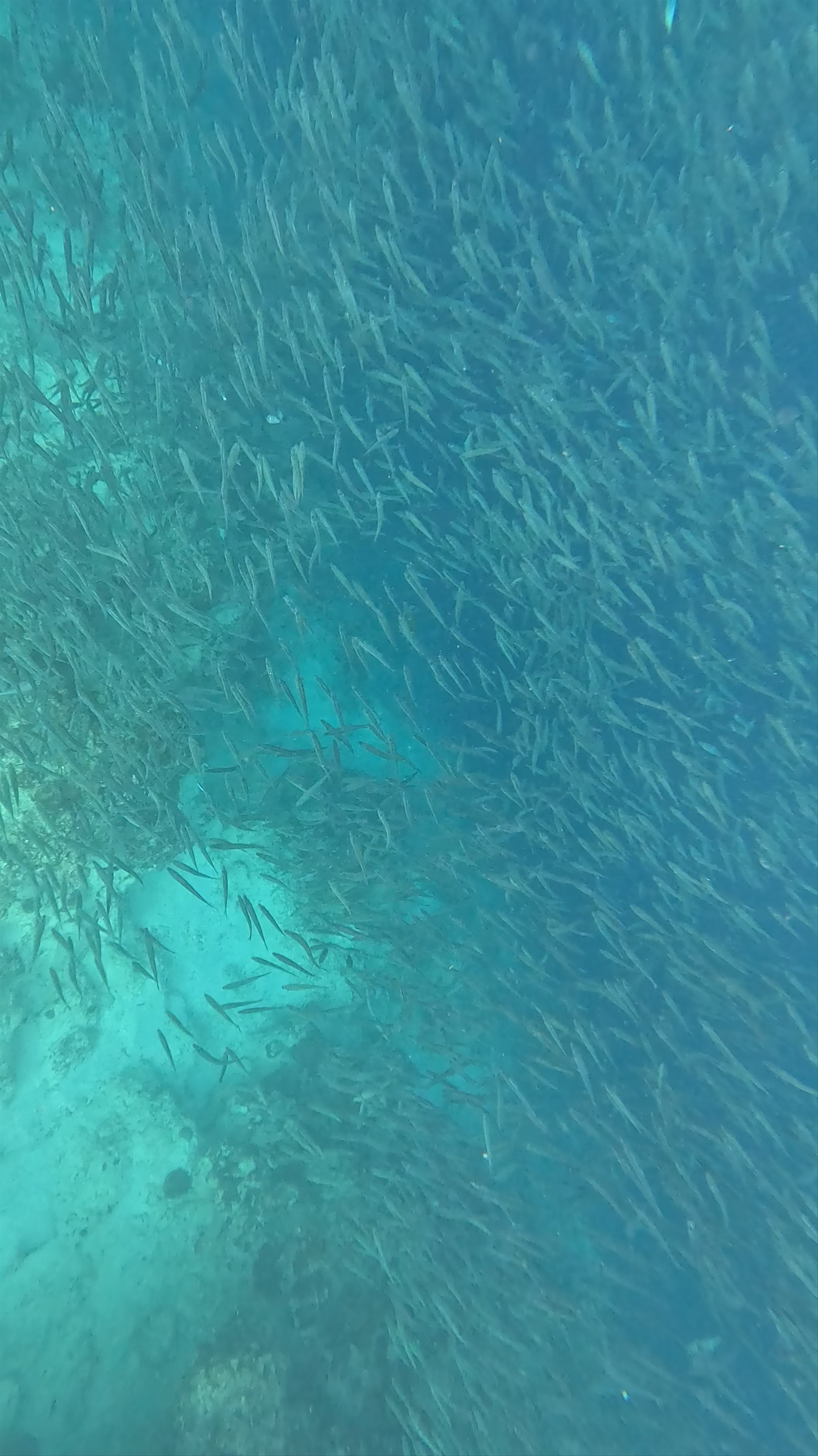 Moalboal Sardines Run - Stunning Underwater School of Fish at Panagsama Beach