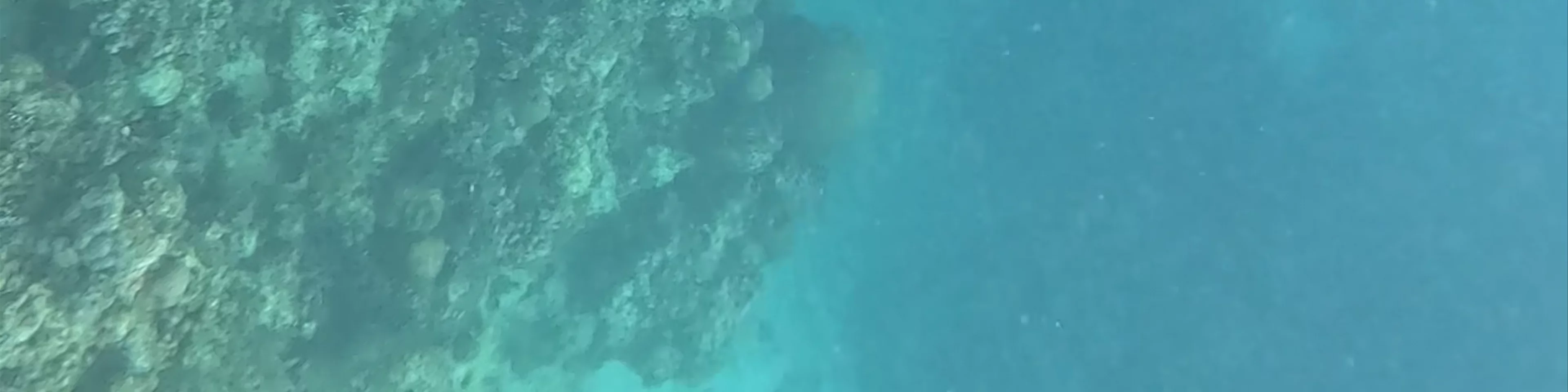 Moalboal Sardines Run - Cebu Sardines Run