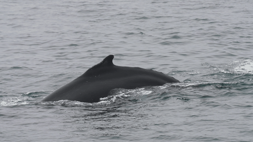 Untitled Work animated gif