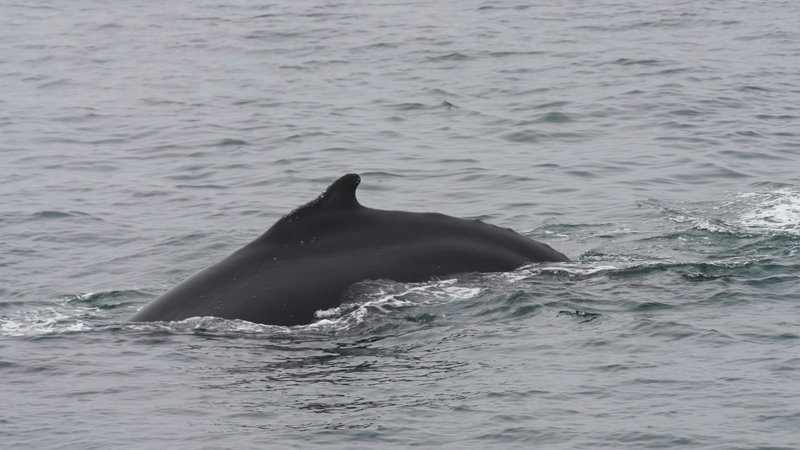 Untitled Work poster